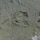 Foot Print