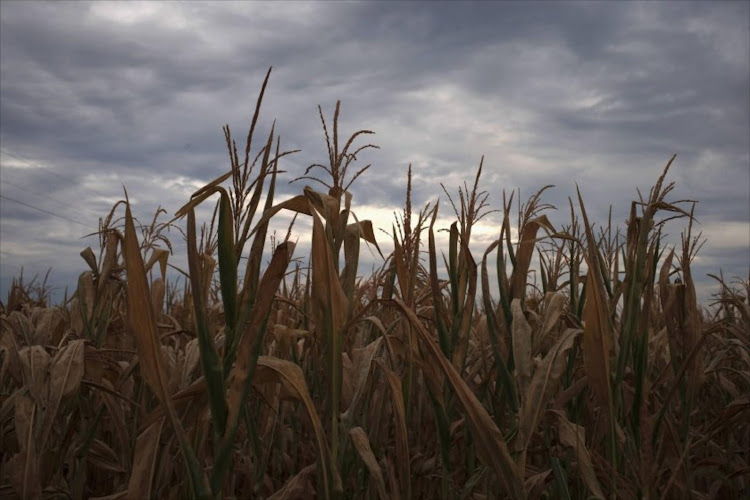 Drought-affected maize crop. Picture: REUTERS