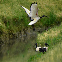 L'ibis sacro di renzo brazzolotto