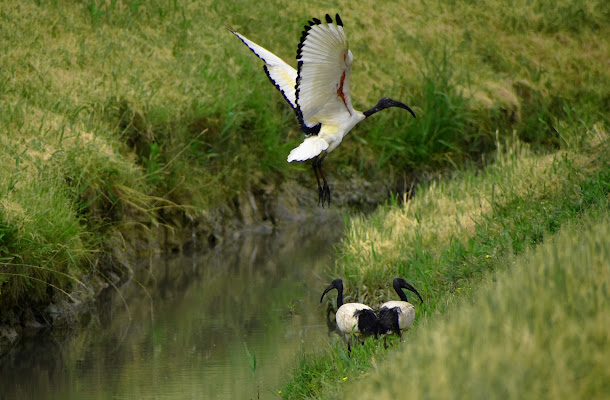 L'ibis sacro di renzo brazzolotto