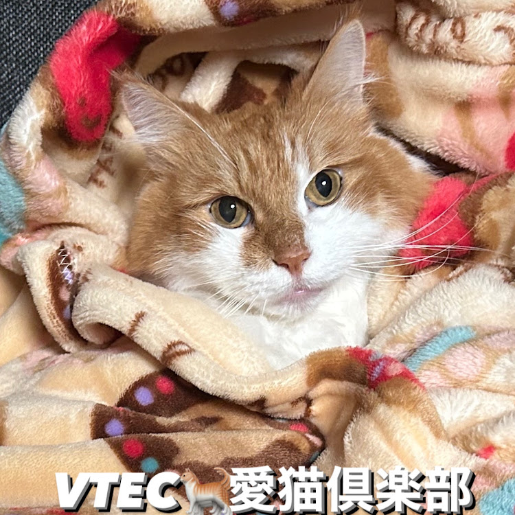 シビックタイプRのVTEC🐈愛猫倶楽部・愛猫🐈🌈虹の橋のたもとへに関するカスタム事例の投稿画像2枚目