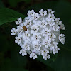 Redring Milkweed