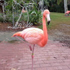 Flamingo