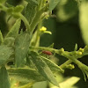 rosy apple aphid