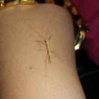 Walking Stick (Nymph)