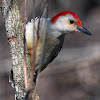 Red-bellied Woodpecker