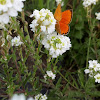 Scarce copper(male) /Огненный червонец