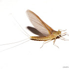 Mayfly