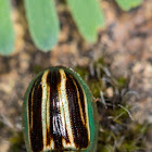 Fireblight beetle