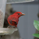 Summer Tanager