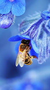 Bee Live Wallpaper (圖3)-速報App