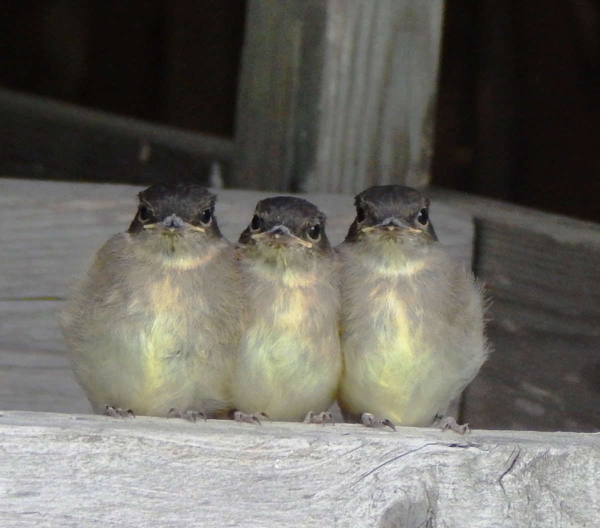 Eastern Phoebe (babies)