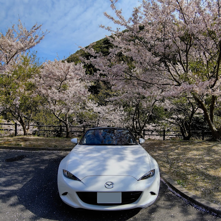 ロードスターの桜とコラボ🌸・ドライブ・Androidクオリティー・過ごしやすい季節・暖かいと体調良くなるに関するカスタム事例の投稿画像2枚目