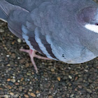 Luzon Bleeding Heart