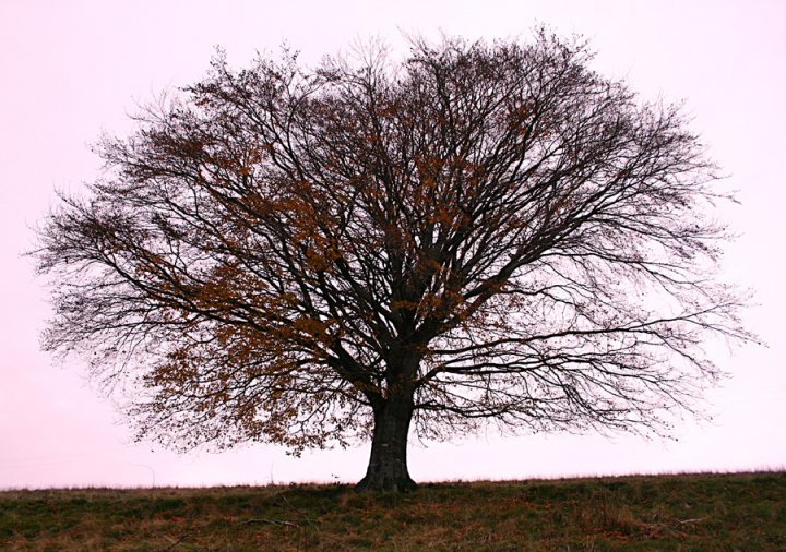 l'albero solitario di KAPOS