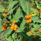 Tartarian honeysuckle