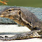 Asian water monitor