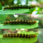 Erebid moth caterpillar