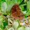 Brown Pansy