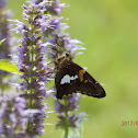 Silver-spotted Skipper