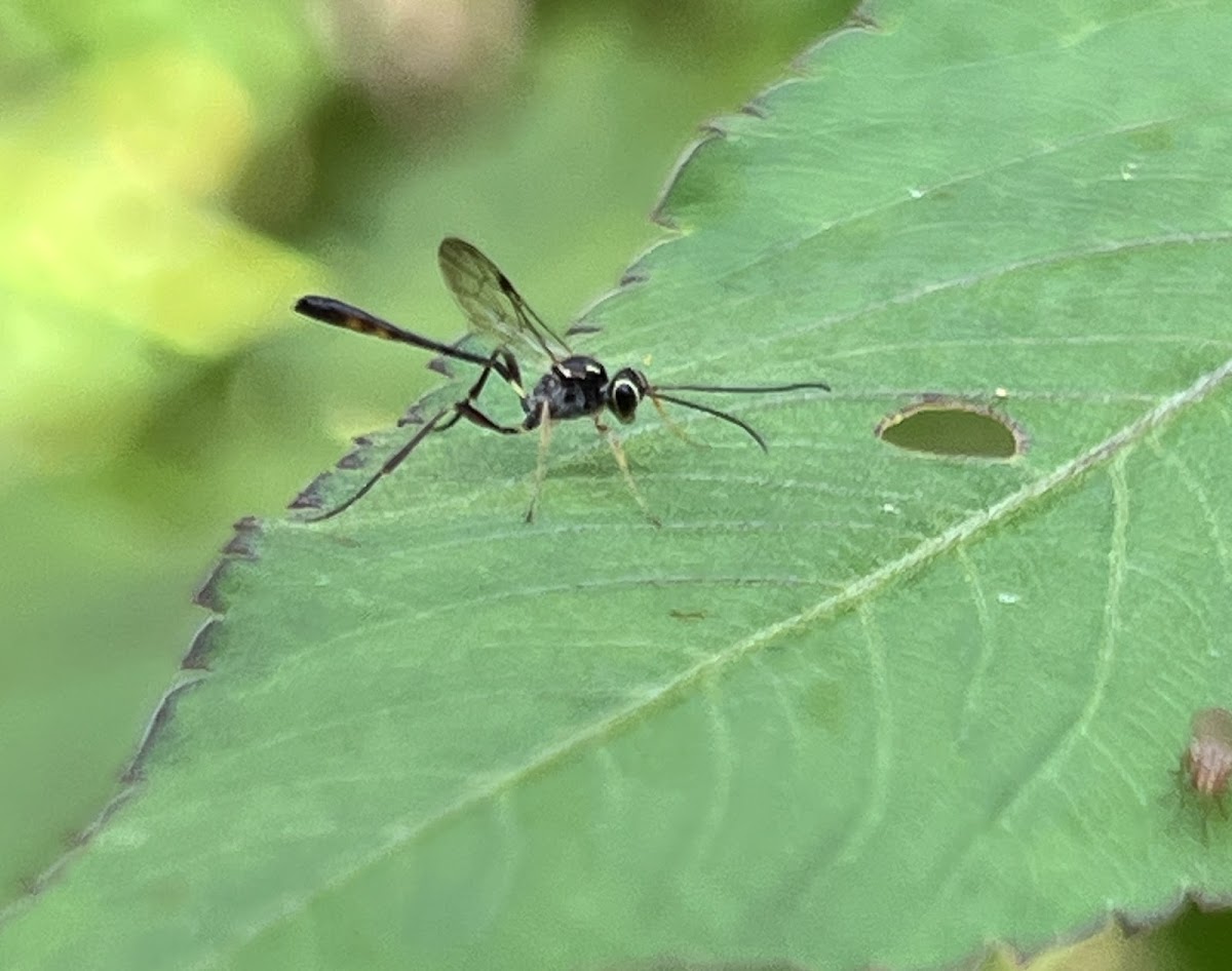 Ichneumonid Wasp