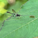 Ichneumonid Wasp