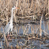 Grey heron