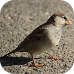 BirdBG: Bird Wallpapers Apk