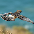 Northern Harrier