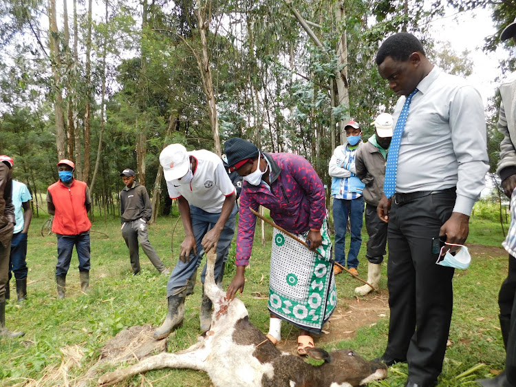 Agnes Wanjiku and her neighbours examine the calf that was killed by a hippo in Mukindu village, Ol Kalou, on Wednesday, July 15, 2020