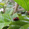 Two-Spotted Ladybug