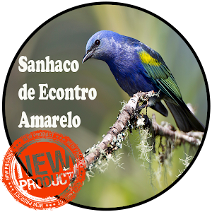 Download Sanhaco de Econtro Amarelo For PC Windows and Mac