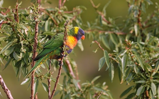 LORIKEET Theme Preview 1