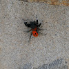 Ladybird Spider