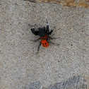 Ladybird Spider