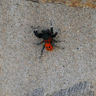 Ladybird Spider