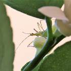 Assassin bug