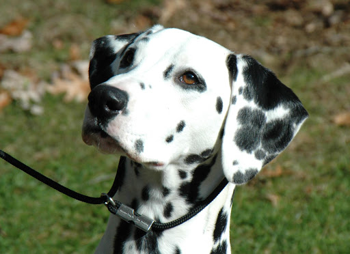 Dalmatian Live Wallpaper