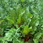 Swiss Chard