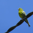 European Serin