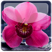 Nice Orchid Rest Live WP  Icon