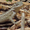 Texas Spiny Lizard