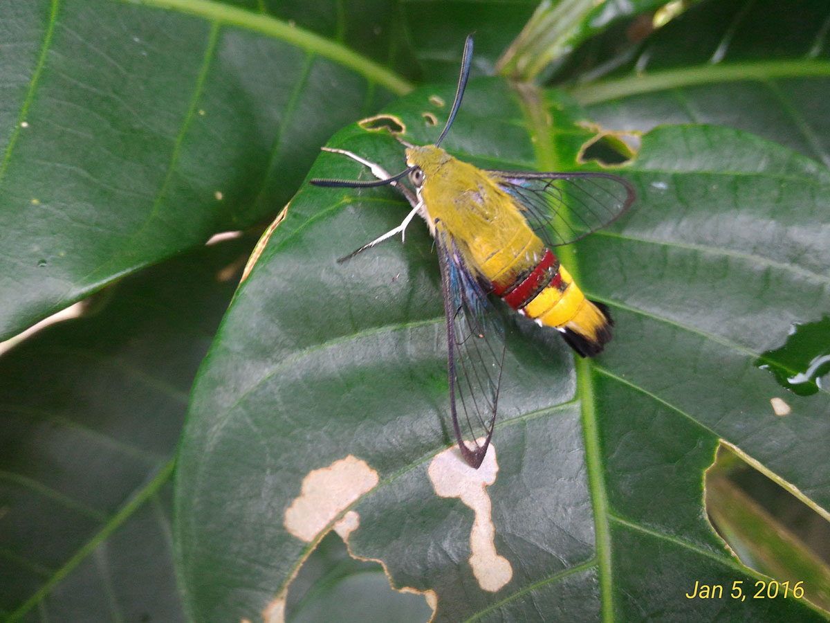 Pellucid Hawk Moth