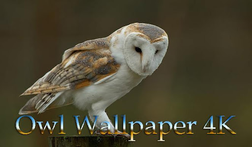 Screenshot Owl Wallpaper 4K