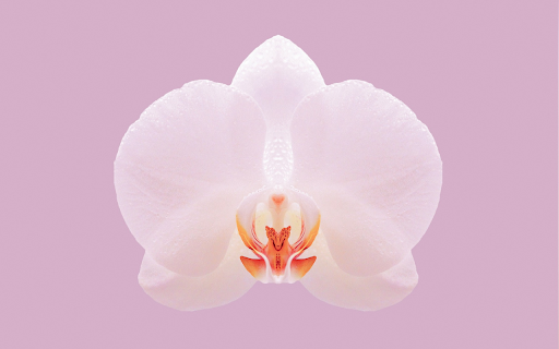 Orchid