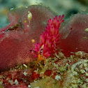 Nudibranch