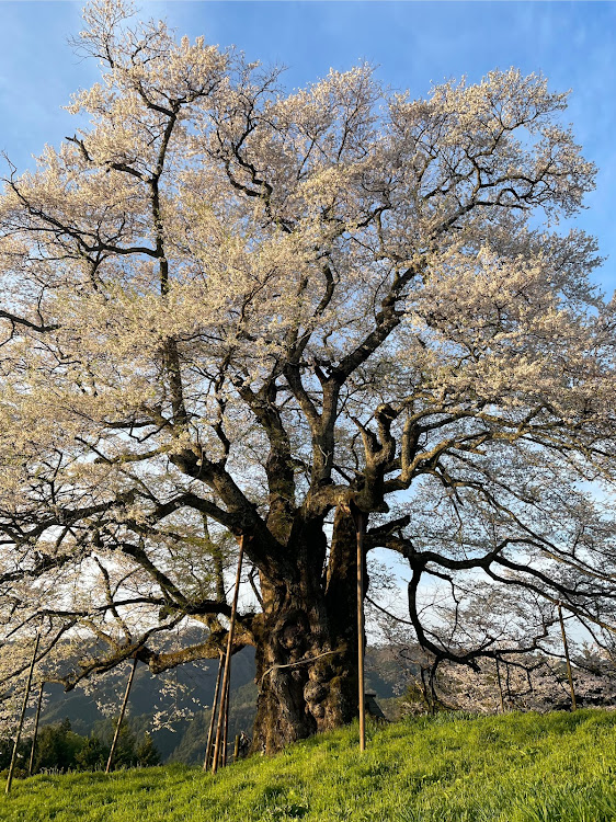 の投稿画像3枚目