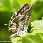 Geranium Bronze