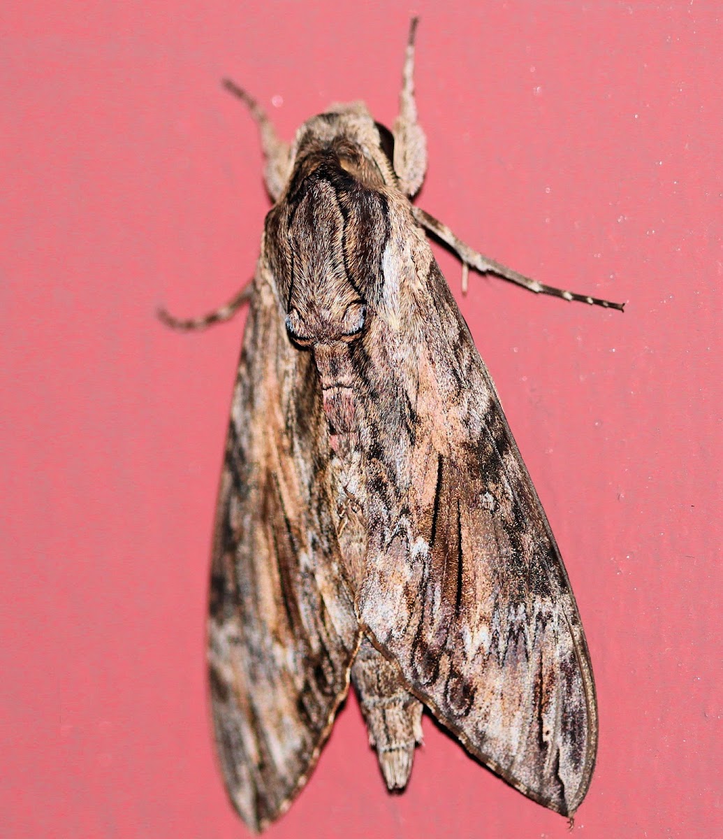 Hawk Moth