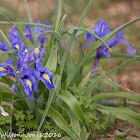 Spanish Iris